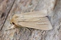 Closeup on a fresh emerged shoulder-striped wainscot moth, Leucania comma on a piece of wood.