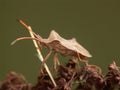 Closeup on a fresh pale colored metamorphosed adult Dock bug, Coreus marginatus