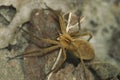 Detailed closeup on a gravid female Nursery web spider, Pisaura mirabilis sitting on a dried leaf