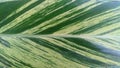 A closeup of a variegated hosta leaf.