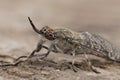 Detailed closeup on a grey horsefly with colorful eyes, Haematopota italica, sitting on wood