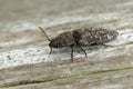 Detailed closeup on the grey mottle cliking beetle , Agrypnus murina , sitting on wood