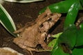 Closeup on Gunther's Triangle Frog, Cornufer guentheri sitting on a leaf