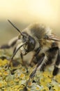 Closeup on a hairy male hairy-footed flower bee, Anthophora plumipes sitting on wood Royalty Free Stock Photo