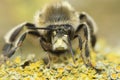 Closeup on a hairy male hairy-footed flower bee, Anthophora plumipes sitting on wood Royalty Free Stock Photo