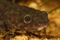 Closeup on the head of an aquatic endangered Spanish ribbed newt Pleurodeles waltl, underwater