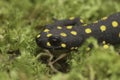 Closeup on the head of the colorful, but endangered Anatolian spotted newt, Neurergus strauchii strauchii Royalty Free Stock Photo