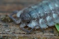 Detailed closeup on the head of a common shiny woodlouse, Oniscusasellus