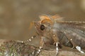 Closeup on the Herald owlet moth, Scoliopteryx libatrix, sitting on wood