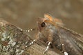 Closeup on the Herald owlet moth, Scoliopteryx libatrix, sitting on wood