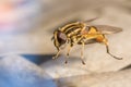 Detailed closeup of a horsefly