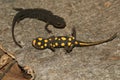 Closeup on 2 juvenile of the endangered Hongkong warty newt Paramesotriton hongkongensis juveniles sitting on wood