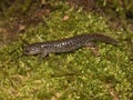 Closeup on a juvenile Japanese endemic clouded salamander, Hynobius nebulosus
