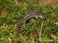 Closeup on a juvenile Japanese endemic clouded salamander, Hynobius nebulosus