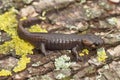 Closeup on a juvenile Northwestern mole salamander, Ambystoma gracile, sitting on a piece of wood