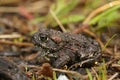 Closeup on a juvenile Western toad , Anaxyrus boreas sitting on green moss Royalty Free Stock Photo