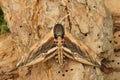 Closeup on the large and huge European Privet Hawk-moth Sphinx ligustri sitting with spread wings on wood Royalty Free Stock Photo