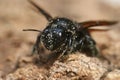 Closeup on a large Mediterranean Carpenter bee, Xylocopa violacea covered with white pollen