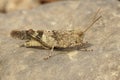 Closeup on a large Mediterranean grey colored blue winged locust, Sphingonotus caerulans grasshopper