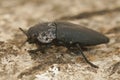 Closeup on a larger black jewel beetle , Capnodis tenebrionis sitting on wood in the Gard, France Royalty Free Stock Photo