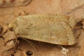 Closeup on the lesser yellow underwing owlet moth, Noctua comes sitting on wood