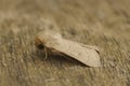 Closeup on the light brown colored Clay owlet moth, Mythimna ferrago