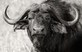 Closeup view of a single water buffalo in monochrome. Swaziland