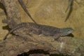 Closeup on a Madagascar or Merrem's Madagascar swift lizard, Oplurtus cyclurus sitting in a terrarium Royalty Free Stock Photo