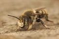 Closeup on a male Costal leafcutter bee, Megachile maritima, showing well it\'s remarkably thick thigh or femur