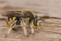 Closeup on a male European common carder bee, Anthidium manicatum sitting on wood