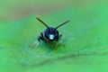 Detailed closeup on male of the rare punctate spatulate-masked bee , Hylaeus punctatus