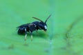 Detailed closeup on male of the rare punctate spatulate-masked bee , Hylaeus punctatus