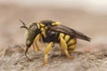 Detailed closeup on a male of the small, yelow European rotund resin bee, Anthidiellum strigatum