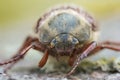 Closeup on a Maybeetle or Maybug, Melolontha melolontha sitting on wood Royalty Free Stock Photo