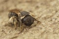 Closeup on a Medieterranean solitary bee, Pseudapis diversipes sitting on wood Royalty Free Stock Photo