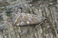 Closeup on a Mediterranean Beet Webworm moth, Loxostege sticticalis sitting on wood