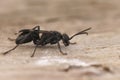 Closeup on a Mediterranean black spider wasp species of the genus Dipogon