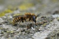 Closeup on a Mediterranean blue-eyed, male Hoplitis perezi solitary bee with brown to orange hairs