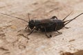 Closeup on the dark black Southern Field cricket, Gryllus bimaculatus sitting on wood
