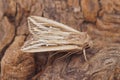 Closeup on a Mediterranean Mythimna l-album wainscot owlet moth, sitting on wood