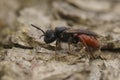 Closeup on a Mediterranean red-legged cleptoparasite blood bee , Sphecodes ruficrus