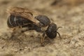 Closeup on a Mediterranean solitary bee, Pseudapis diversipes sitting on wood