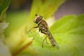 Closeup on a Migrant hoverfly, Eupeodes corollae, sitting on a green leaf in the garden