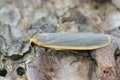 Closeup n the grey-colored Common footman moth, Eilema lurideola sitting on wood