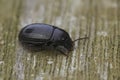 Closeup on a Nalassus laevioctostriatus beetle (Tenebrionidae) , an inhabitant of established deciduous woodland Royalty Free Stock Photo