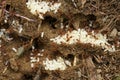Closeup on a nest of ants, Formicidae, moving their uncovered white colored eggs