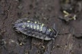 Closeup on a nice colored Common shiny woodlouse, Oniscus asellus sitting on wood