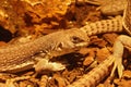 Closeup on the North-American desert iguana ,Dipsosaurus dorsalis Royalty Free Stock Photo