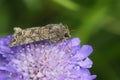 Closeup on a nutmeg or clover cutworm owlet moth, Hadula or Anarta trifolii sitting on pink scabious flower