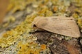 Closeup of the obscure wainscot moth, Leucania obsoleta sitting on wood in the garden